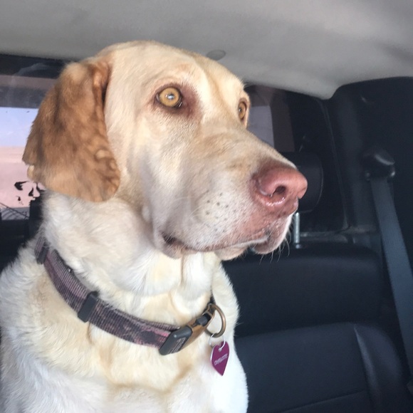 Meet your Posher, Cindy - Picture 1 of 1